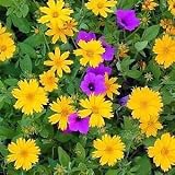 Sunshine Superman Coreopsis Perennial 4 Plants - NEW!