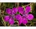 Photographic Prints of Maiden pink from Ardea Wildlife Pets