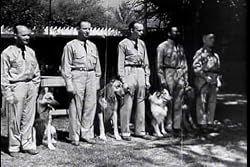 War Dogs: 1942 Army Dog Patriotic WWII Canine Drama DVD