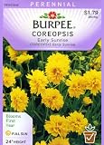 Burpee 43620 Coreopsis Early Sunrise Seed Packet