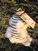 Wildlife World British Wool Spiral Refill SPF1GWR