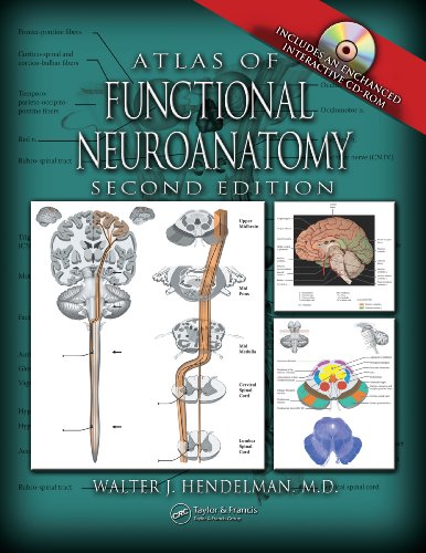 atlas of functional neuroanatomy second edition