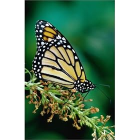 toile A Monarch butterfly (Danaus plexippus) at the G.WIZ Blivas Science and Technology Center. e...