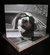Talk to the Paw! Greeting Cards - Life is good