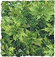 Zoo Med Naturalistic Bush Plant Australian Maple, Large