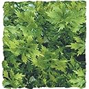 Zoo Med Naturalistic Bush Plant Australian Maple, Large