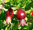 Dwarf Pomegrante Tree Container/Patio/Bonsai Size