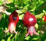 Dwarf Pomegrante Tree Container/Patio/Bonsai Size