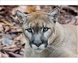 Photographic Prints of Cougar, mountain from Danita Delimont