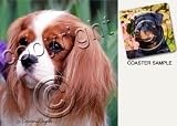 Cavalier King Charles Spaniel Dog Drink Coasters - Brown & White