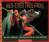 Red-Eyed Tree Frog