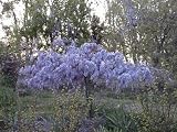 CHINESE WISTERIA - WISTERIA SINENSIS - 4 SEEDS