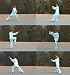Dr. Chen's Tai Chi 24 Forms Level 4