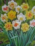 Double Daffodils Mixture : 6 Bulbs
