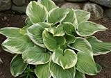 51OhAz4bNeL. SL160  Fragrant Dream Hosta