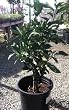 Dwarf Gold Nugget Mandarin Orange Tree, Five Gallon Container