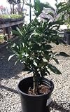 Dwarf Gold Nugget Mandarin Orange Tree, Five Gallon Container