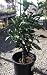 Dwarf Gold Nugget Mandarin Orange Tree, Five Gallon Container