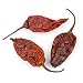 GHOST CHILE (WORLD'S HOTTEST CHILE), 1lb Bag, (Dried)