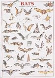Bats Poster (#32)