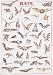 Bats Poster (#32)