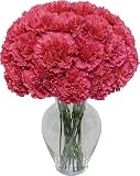 Hot Pink Carnation 20 stems with Jordan Vase