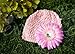 Ema Jane - Pastel Crochet Baby Beanie Waffle Hats with Hair Accessories