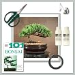 Bonsai Tree Juniper 