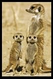Meerkats - Maxi Poster - 61 cm x 91.5 cm