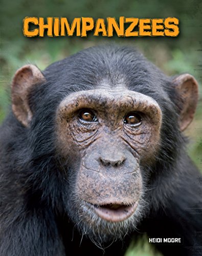 Chimpanzees (Living in the Wild: Primates)