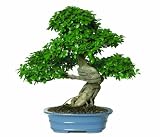 Brussel's Gensing Grafted Ficus Bonsai