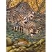 Tanya Ray Coon Creek Jigsaw Puzzle 500pc