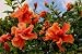 Orange Double-headed Hibiscus - 72