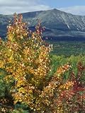 Mt. Katahdin, Appalachian Trail, Maine, USA Photographic Poster Print by Jerry & Marcy Monkman, 18x24
