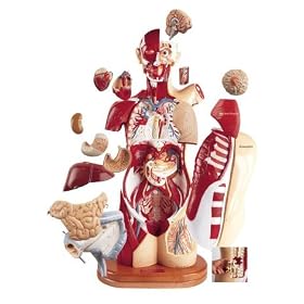 36 Part Multi Torso Male Female Sexless and Pregnancy Configuration Model#AW-DG718