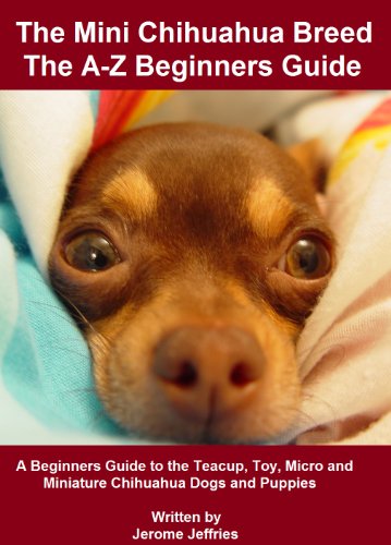 The A-Z of The Mini Chihuahua Breed – A Beginners Guide to the