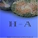 H - A