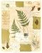 Soft Fern by Gillian Fullard. Size 10.31 inches width by 13.32 inches height. High Quality Art Poster Print