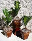 Japanese Sago Palm - GREAT GIFT EASY TO GROW - 4 pot