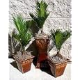 Japanese Sago Palm - GREAT GIFT EASY TO GROW - 4" pot