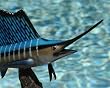 Taxidermy 14" Fiberglass Sailfish Statue