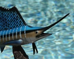 Taxidermy 14" Fiberglass Sailfish Statue