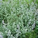 Catnip Seeds 400 Seeds