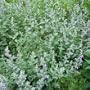 Catnip Certified Organic Seeds 450 Seeds