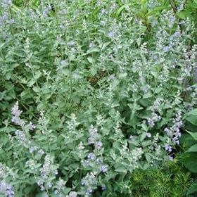 Catnip Seeds 400 Seeds