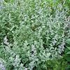 Catnip Seeds 400 Seeds