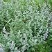 Catnip Seeds 400 Seeds