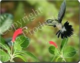 Review Advanta  / HUMMING BIRD by RED FLOWER Mouse Mat