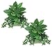 TWO 15" English Ivy, Pothos, Calla Lily Mixed Artificial Home Decor Plant