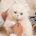 My Twinn Persian Kitten - Large (10